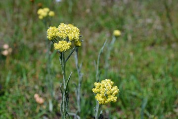 Yellow Achillea millefolium, commonly known as yarrow