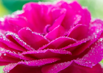 
delicate rose petals in dew drops for background and text