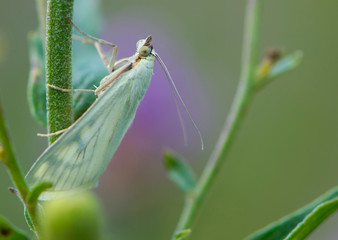 
white butterfly big eyes macro photo background