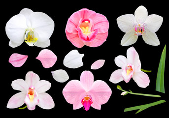set of pink and white orchid flowers isolated on black background