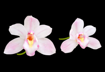 couple of pink orchids isolated on black background