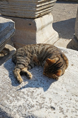 Calico cat sleeping on rocky stone pillar at Ephesus Archaeological Museum, ancient Greek city on the coast of Ionia- Izmir, Turkey