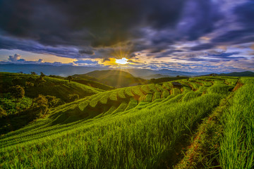 Green paddy field with beautiful sunset background, Rice field and sky background at sunset time
