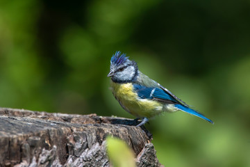 Blue tit (Cyanistes caeruleus) 