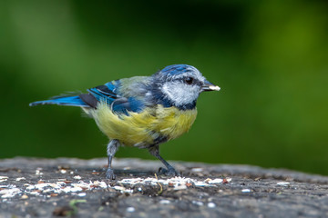 Blue tit (Cyanistes caeruleus) 