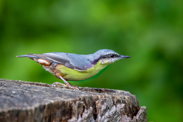European  Nuthatch (Sitta europaea) on an old wooden stump in the forest