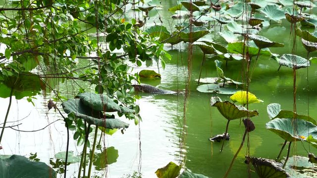 Monitor Lizard Swimming in Green Pond with Big Water Lilies in Public Park, Thailand. Varan Hunting on Lake with Lotus Flowers and Lianas in Jungle on Sunny Summer Day in Botanical Garden