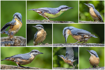 European  Nuthatch (Sitta europaea) on an old wooden stump in the forest - collage set.