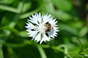 bee on a white flower on a blurred green grass background, close-up