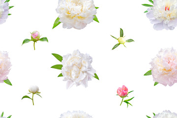 Seamless pattern of white and pink peony flowers on white background