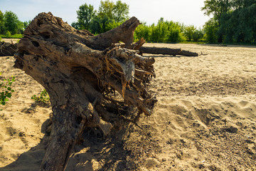 Dead, fallen tree lying on the beach