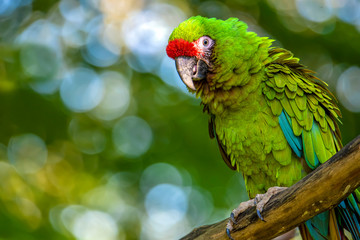 Great green military macaw Ara militaris mexicana portrait. © mirecca