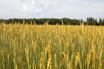 Ripe wheat in the fields. Harvesting begins