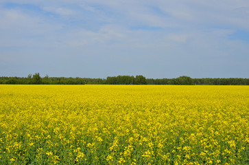 Fototapeta premium field of yellow rapeseed flowers, horizon line and blue sky