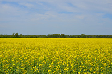 field of yellow rapeseed flowers, horizon line and blue sky