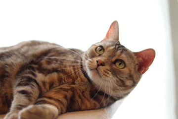 興味津々で目を見開く猫のアメリカンショートヘア
American shorthair cat whose eyes open with interest.