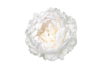 cabbage isolated on white background