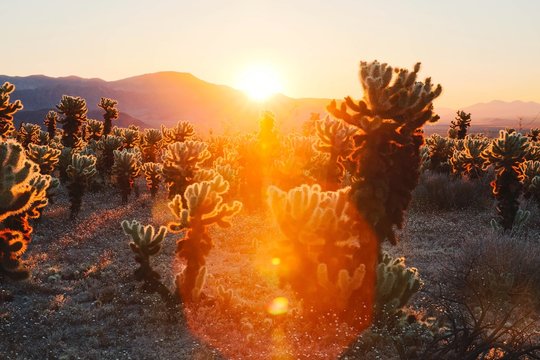 dramatic sunrise at cholla cactus garden in joshua tree natonal park in california with a lens flare and mountains in the background