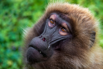 Gelada Baboons (Theropithecus gelada) - portrait. Monkey, Africa.