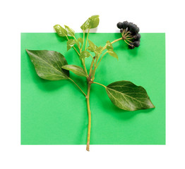 Aronia branch with leaves on green paper background. Chokeberry creative design.