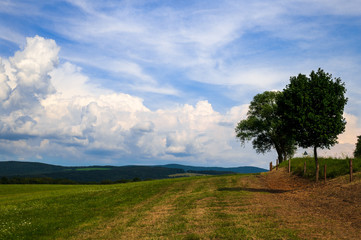 Fototapeta premium Cesta