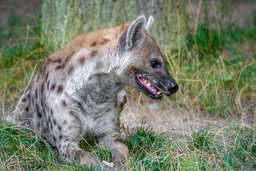 Spotted Hyenas in nature,close up.. Carnivore, creature.