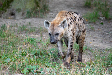 Obraz premium Spotted Hyenas in nature,close up.. Carnivore, creature.