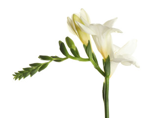 Fototapeta na wymiar Beautiful blooming freesia flower isolated on white