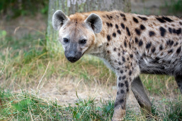Spotted Hyenas in nature,close up.. Carnivore, creature.