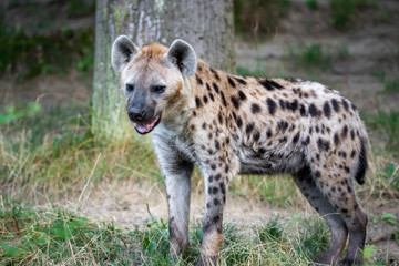 Obraz premium Spotted Hyenas in nature,close up.. Carnivore, creature.