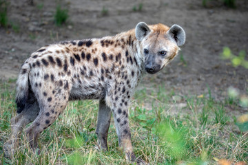 Spotted Hyenas in nature,close up.. Carnivore, creature.