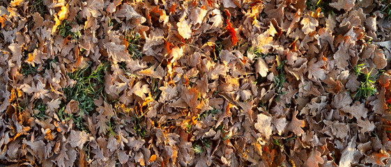 texture of autumn leaves