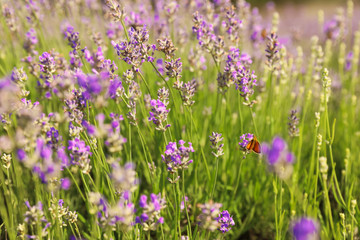 Obraz na płótnie Canvas Beautiful butterfly in blooming lavender field on summer day, closeup