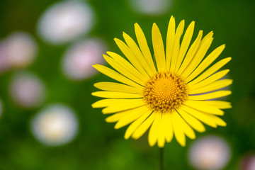 Bright yellow flower close up