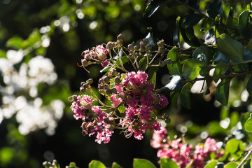 Lagerstroemia in bloom