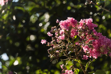 Lagerstroemia in bloom