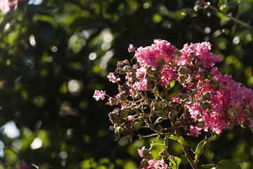 Lagerstroemia in bloom