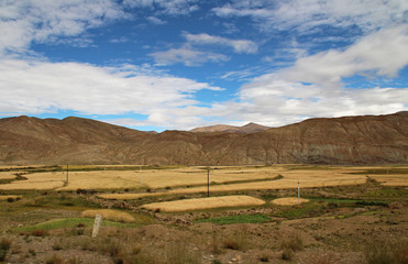 Highland barley field during autumn in Tibet, China