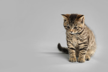 Cute tabby kitten on light grey background, space for text. Baby animal