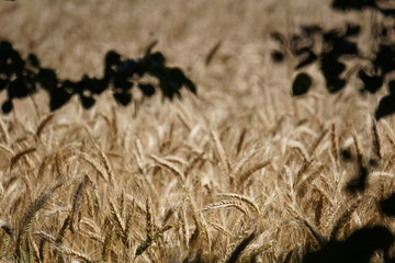 field of ripe rye before harvest