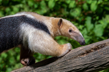 Obraz premium Southern Anteater tamandua tetradactyla