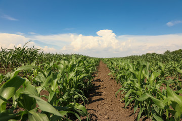 Naklejka premium Beautiful view of corn field. Agriculture industry