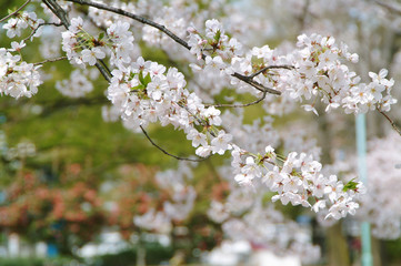 中原平和公園の桜（神奈川県川崎市）