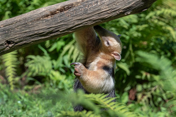 Southern Anteater tamandua tetradactyla