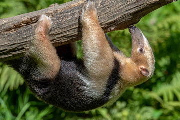 Fototapeta premium Southern Anteater tamandua tetradactyla
