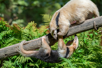 Southern Anteater tamandua tetradactyla