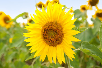 Field of yellow sunflowers on summer day, closeup