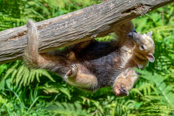 Southern Anteater tamandua tetradactyla