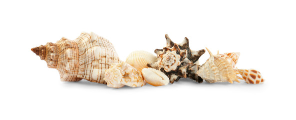 Fototapeta premium Beautiful exotic sea shells isolated on white