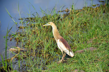 Pond Heron fishing